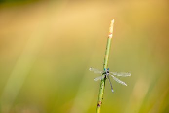 A close-up shot of a dragonfly at Elizabeth Hall Wetlands in Lethbridge, Alberta.