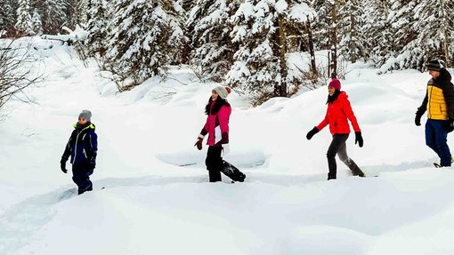 A group of four snowshoeing through a snow covered forest.
