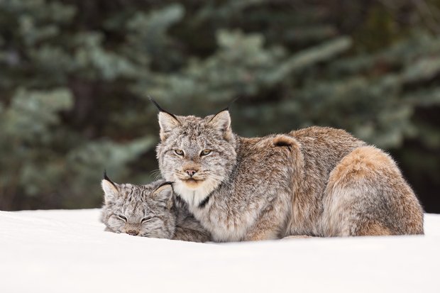 Two lynx resting in the snow.