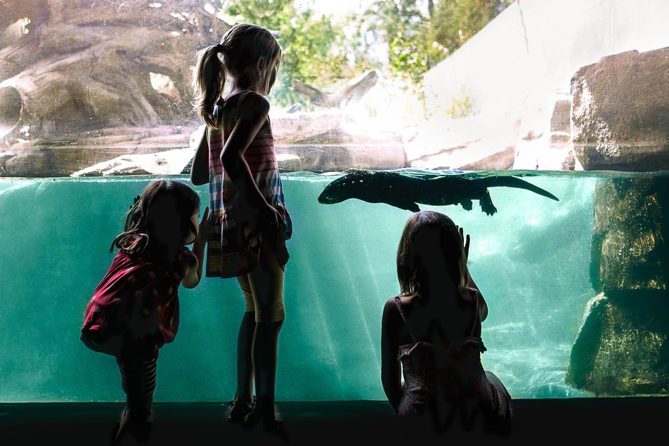 Children looking at an otter swimming at the Calgary Zoo.