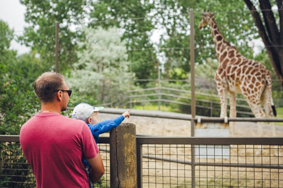 Father and son looking at a giraffe in the Calgary Zoo.
