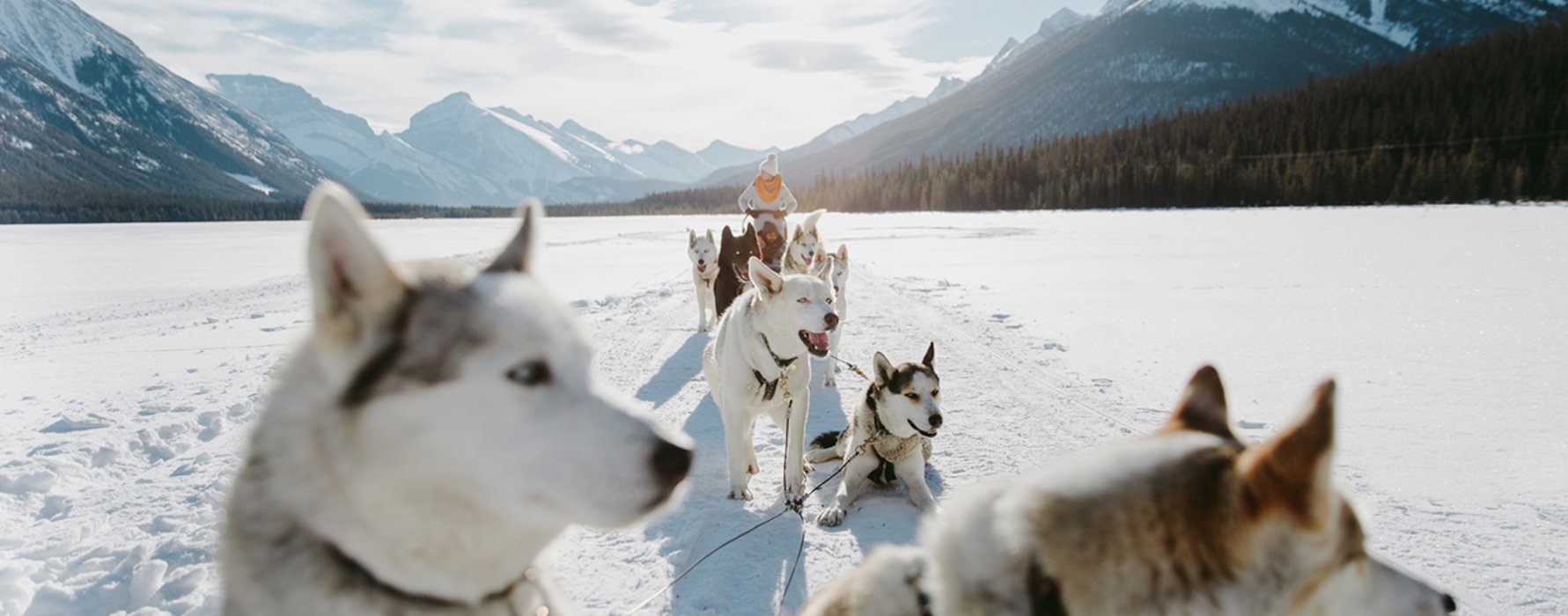 Group of visitors dogsledding with Snowy Owl Dogsled Tours in Spray Lakes.