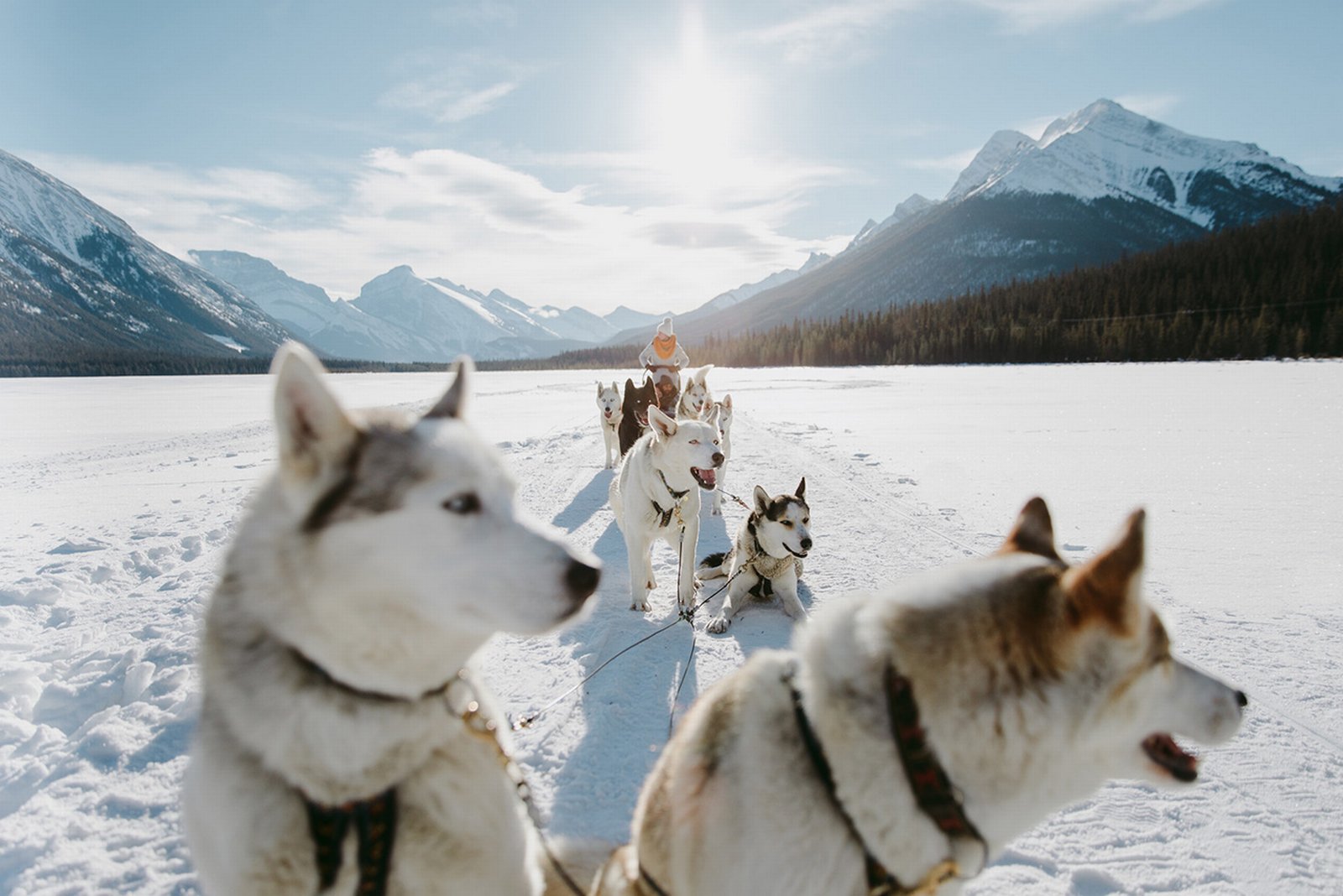 Group of visitors dogsledding with Snowy Owl Dogsled Tours in Spray Lakes.