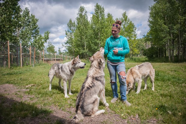 A woman feeds wolfdogs at Yamnuska Wolfdog Sanctuary.