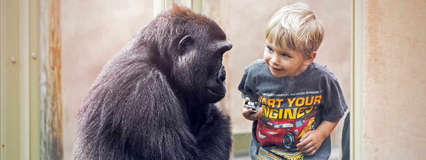Child looking at a gorilla at the Calgary Zoo.