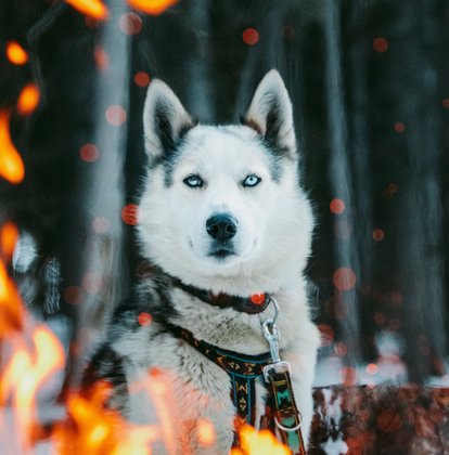 Portrait of a lead husky dog from a Dog sledding Tour, looking through the flames of a fire.