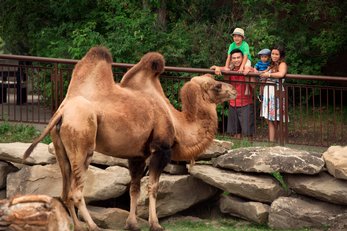 Family at camel enclosure at Calgary Zoo