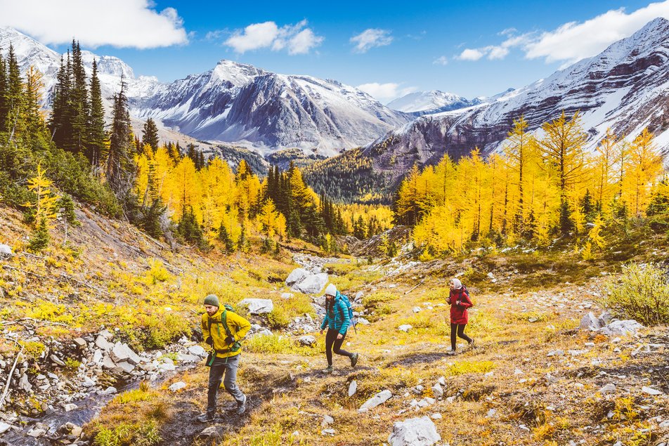 Three hikers walk on a trail with golden larches and mountains in the background.