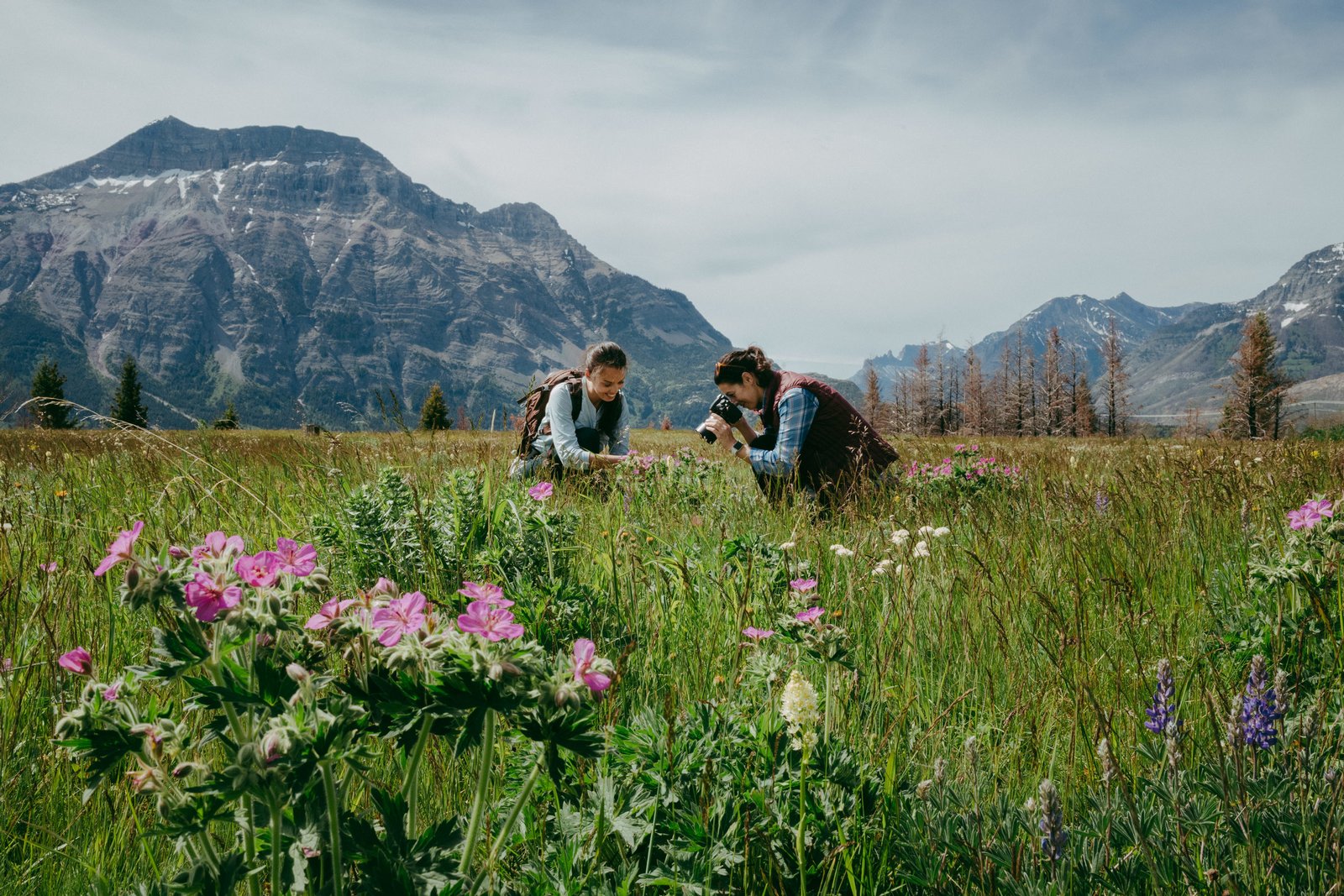 Visitors taking photos and exploring plant species during the Waterton Wildflower Festival.