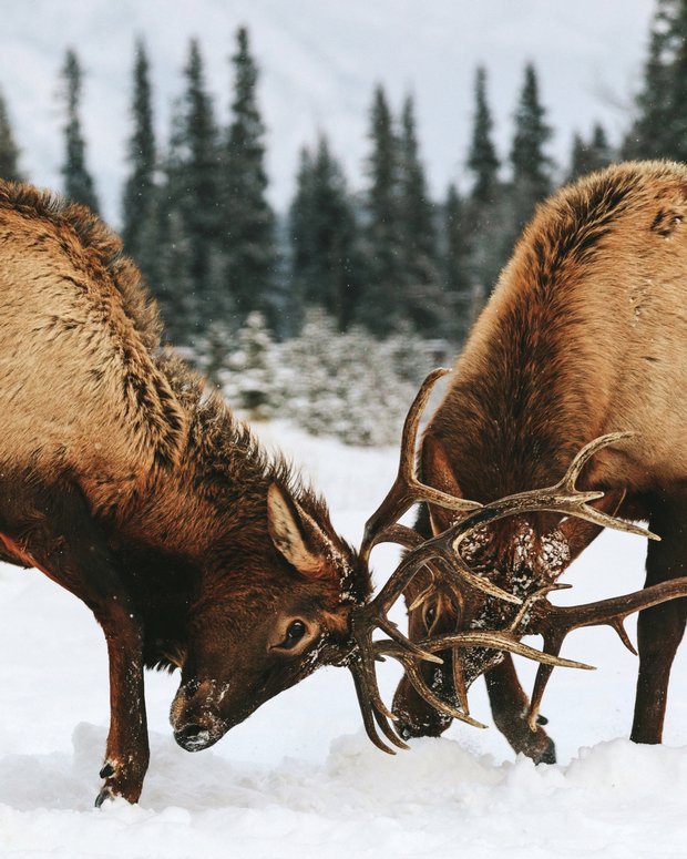 Elk fighting in the snow.