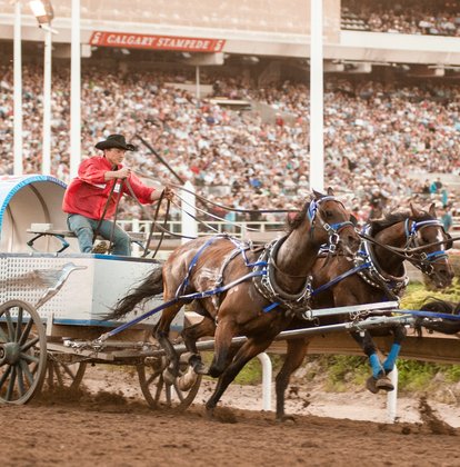 Chuckwagon racer rounding a corner with stands in background during a Derby.