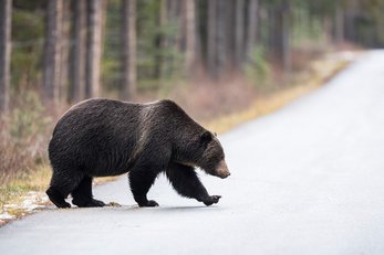 Grizzly bear crossing the street in Banff National Park.