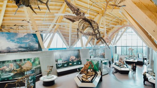 Dinosaur fossils on display inside the Philip J. Currie Dinosaur Museum.
