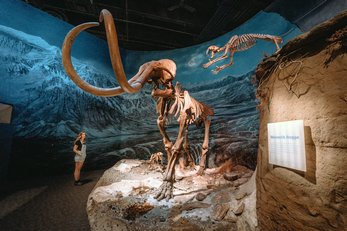 Dinosaur exhibit at the Royal Tyrrell Museum