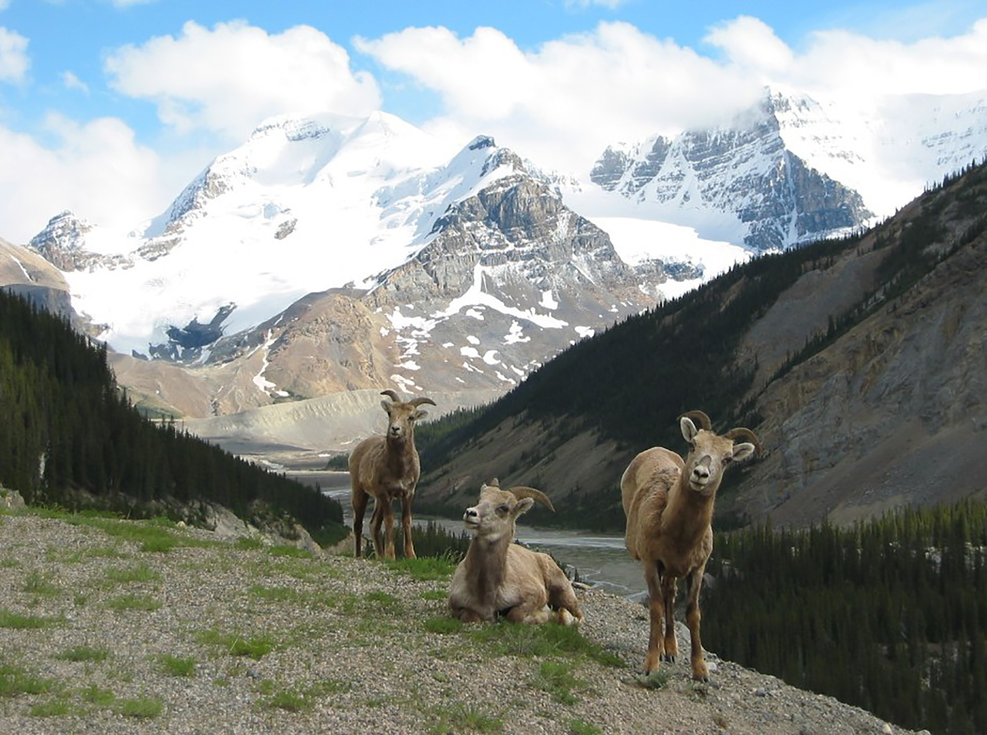 3 wild mountain goats on the side of a mountain in Jasper National Park.