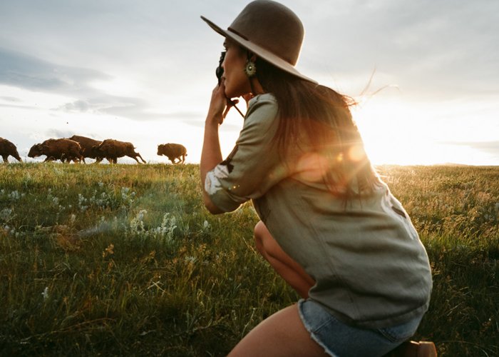 Woman taking a photo of buffalo grazing in a meadow