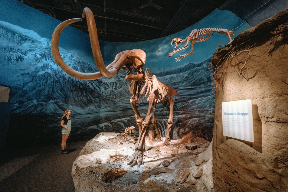 Alberta museum earns 5 Guinness World Records with dinosaur skeleton  collection