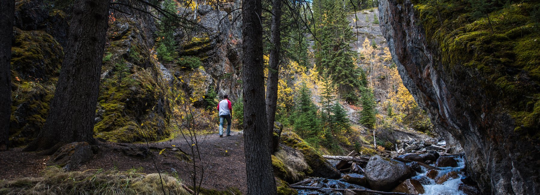 Hiker on a trail through the trees in Sundance Canyon in Banff National Park.