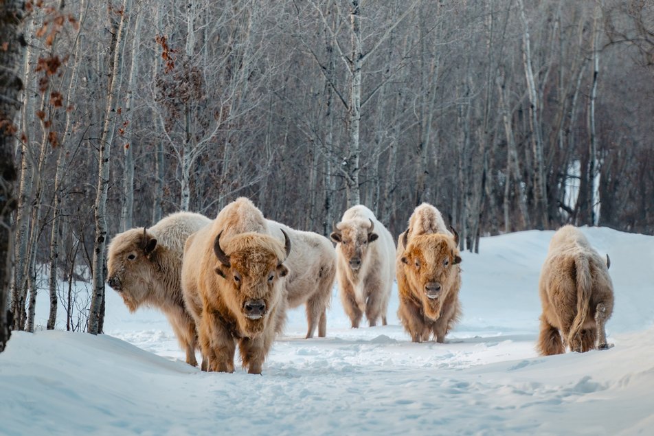 You Need to Visit Alberta's Six UNESCO World Heritage Sites