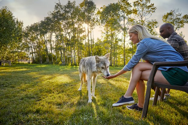 Couple interacting with a wolfdog at Yamnuska Wolfdog Sanctuary