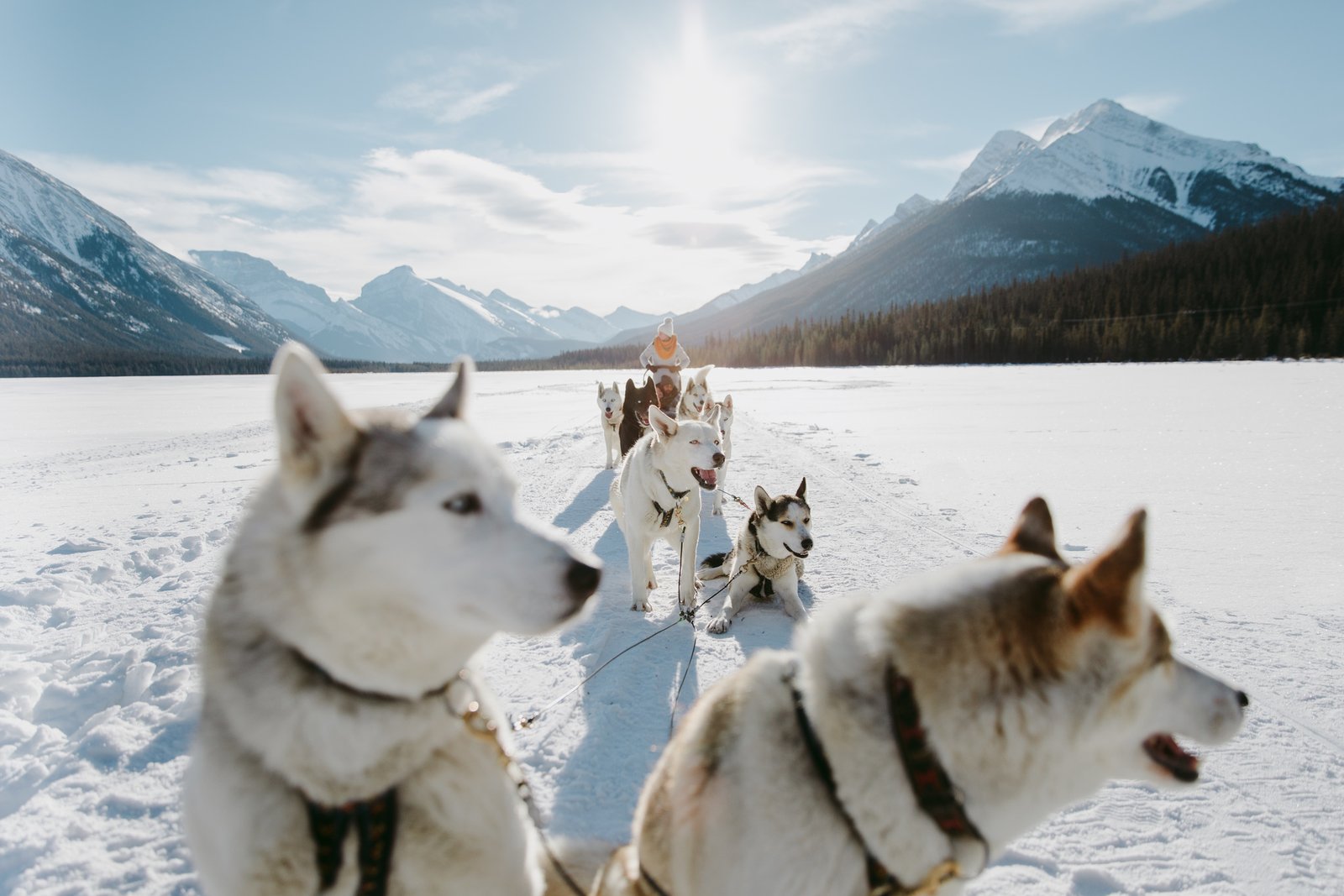 Group dogsledding with Snowy Owl Sled Dog Tours in Kananaskis Country.