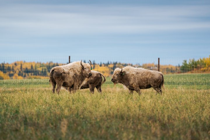 Bison at Métis Crossing in Northern Alberta