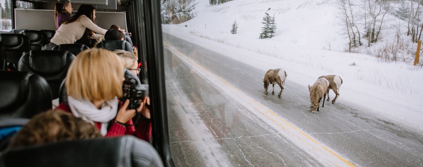 Tour group taking photos from inside a tour bus of mountain goats on the highway in Jasper National Park.