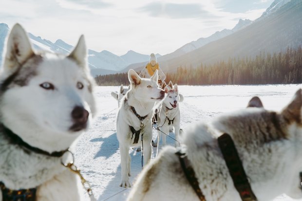 Sled Dogs on Spray Lakes