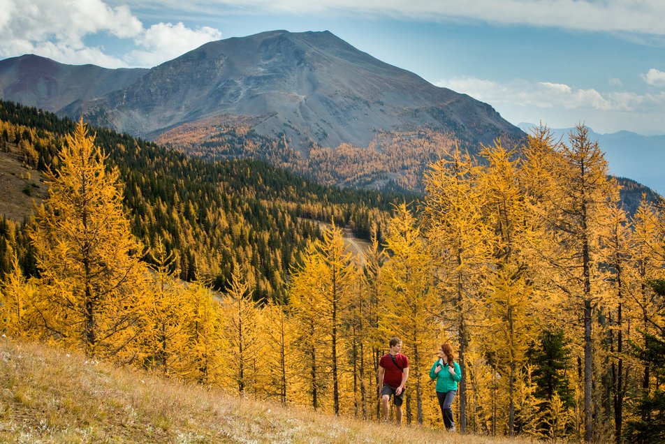Hikers in the autumn trees in Larch Valley at Sentinel Pass in Banff National Park