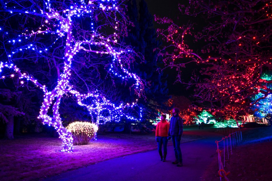 A family walking through the lights at Nikka Yuko Japanese Gardens during their Winter Lights Festival in Lethbridge.